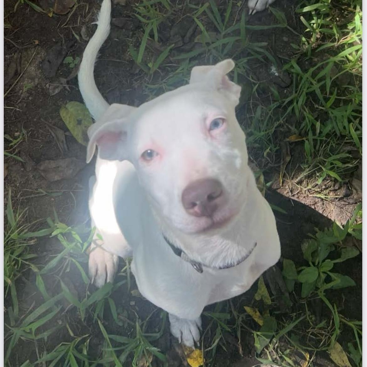 Nina, a Adoptable mixed breed in Greensboro, NC image 4/6