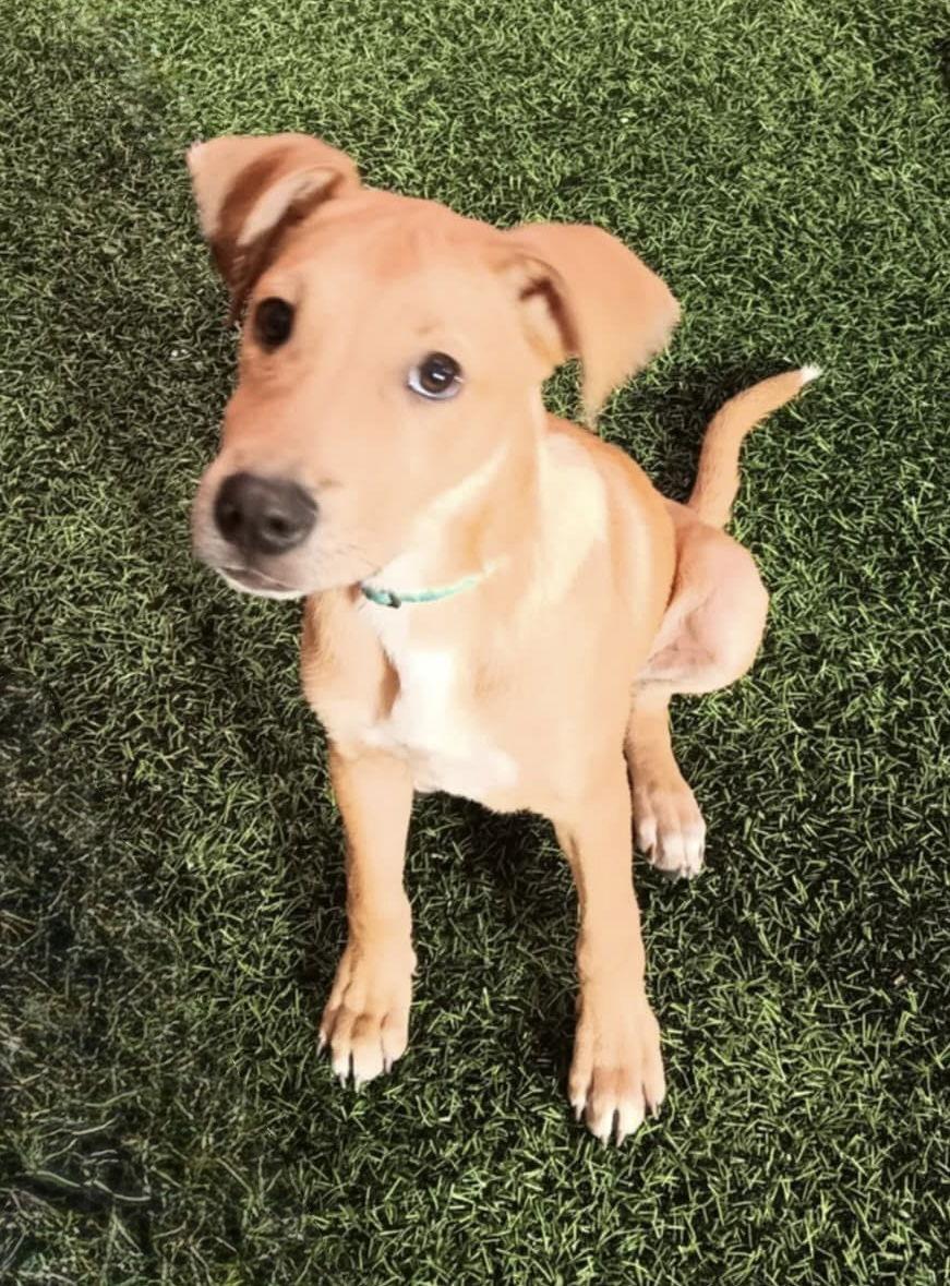 Zig, a Adoptable Carolina Dog in Tonawanda, NY image 1/3