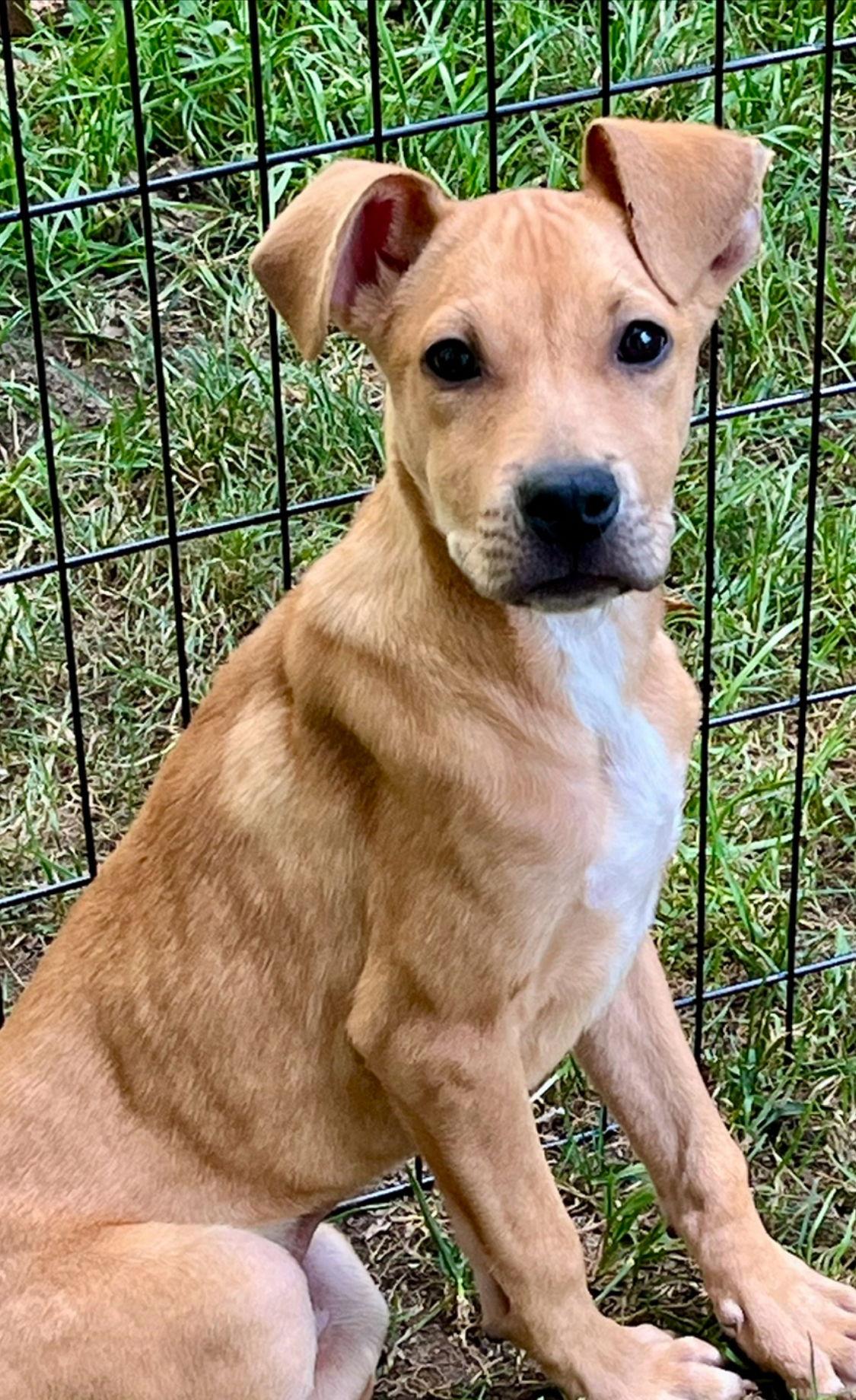 Zig, Adoptable, Young Male Carolina Dog.
