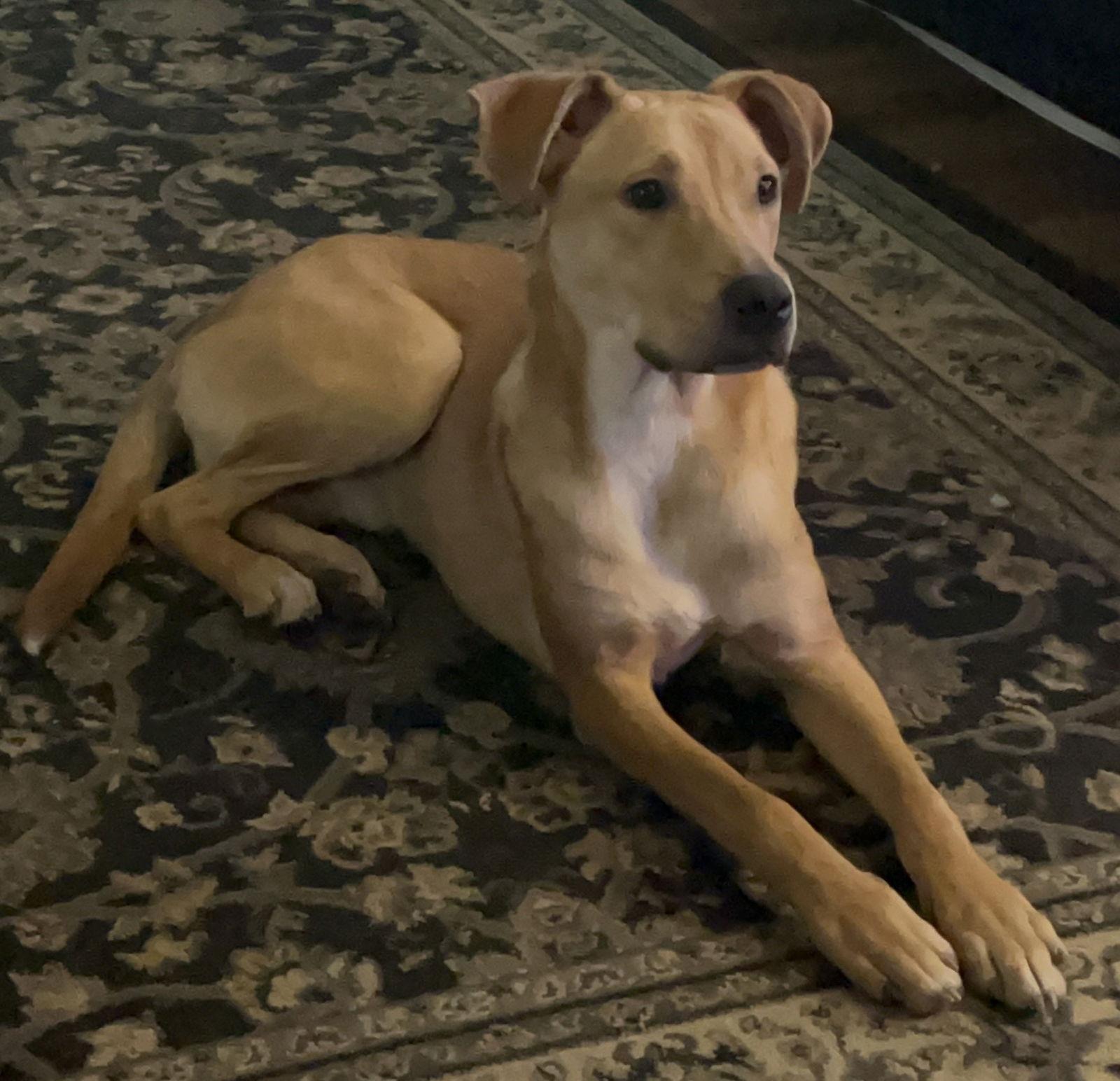 Enlarge Zig, a Adoptable Carolina Dog in Tonawanda, NY image 2/3