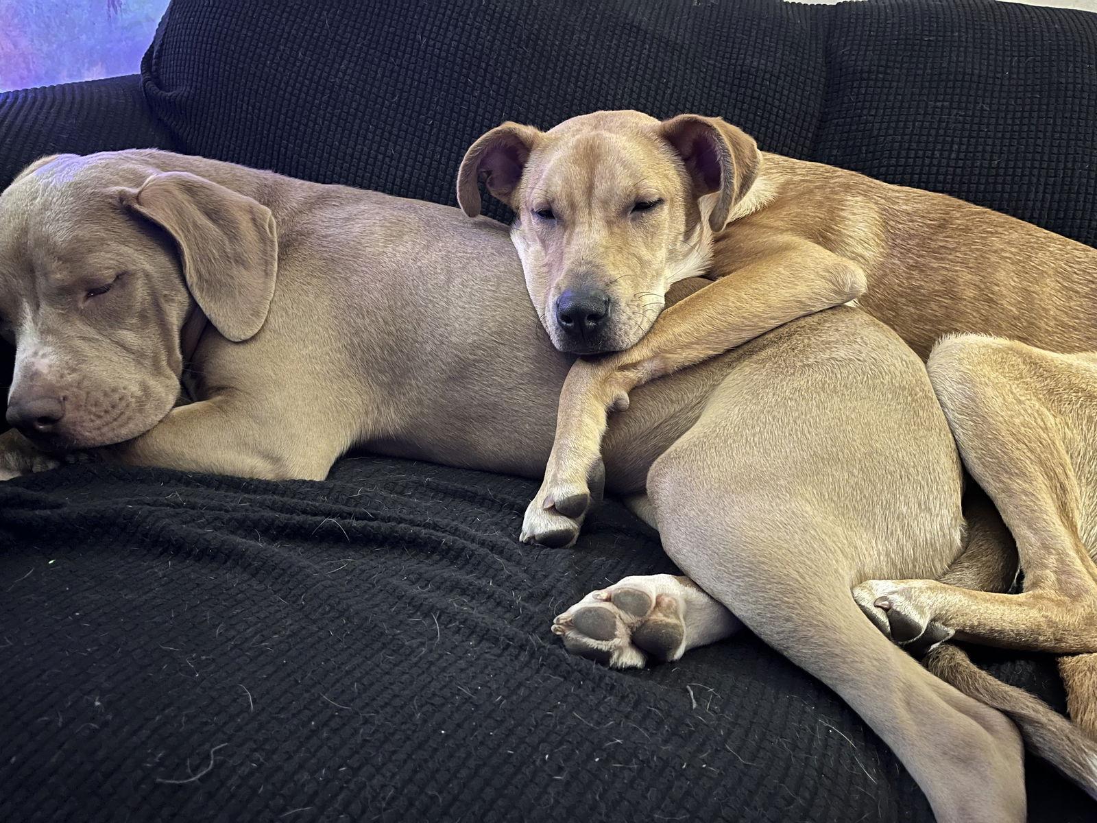 Enlarge Zig, a Adoptable Carolina Dog in Tonawanda, NY image 3/3