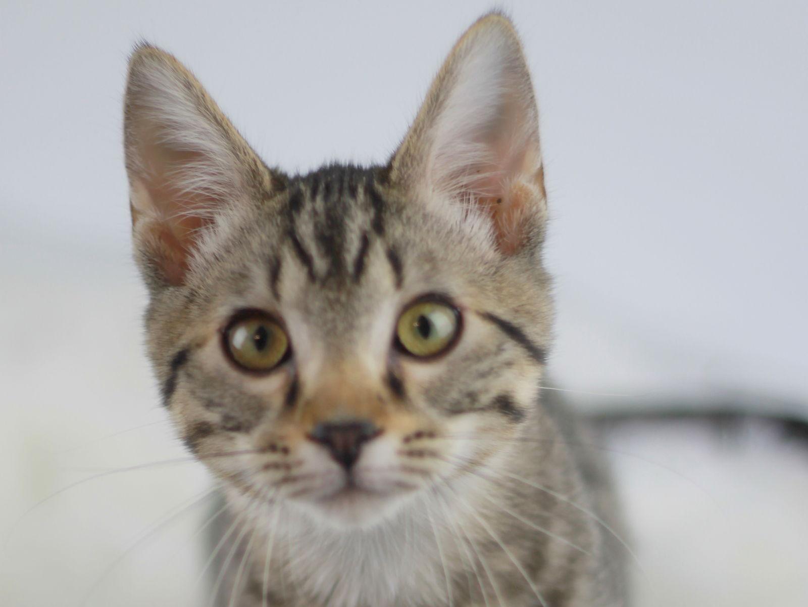 Baker, Adoptable, Kitten Male Domestic Short Hair & Tabby.