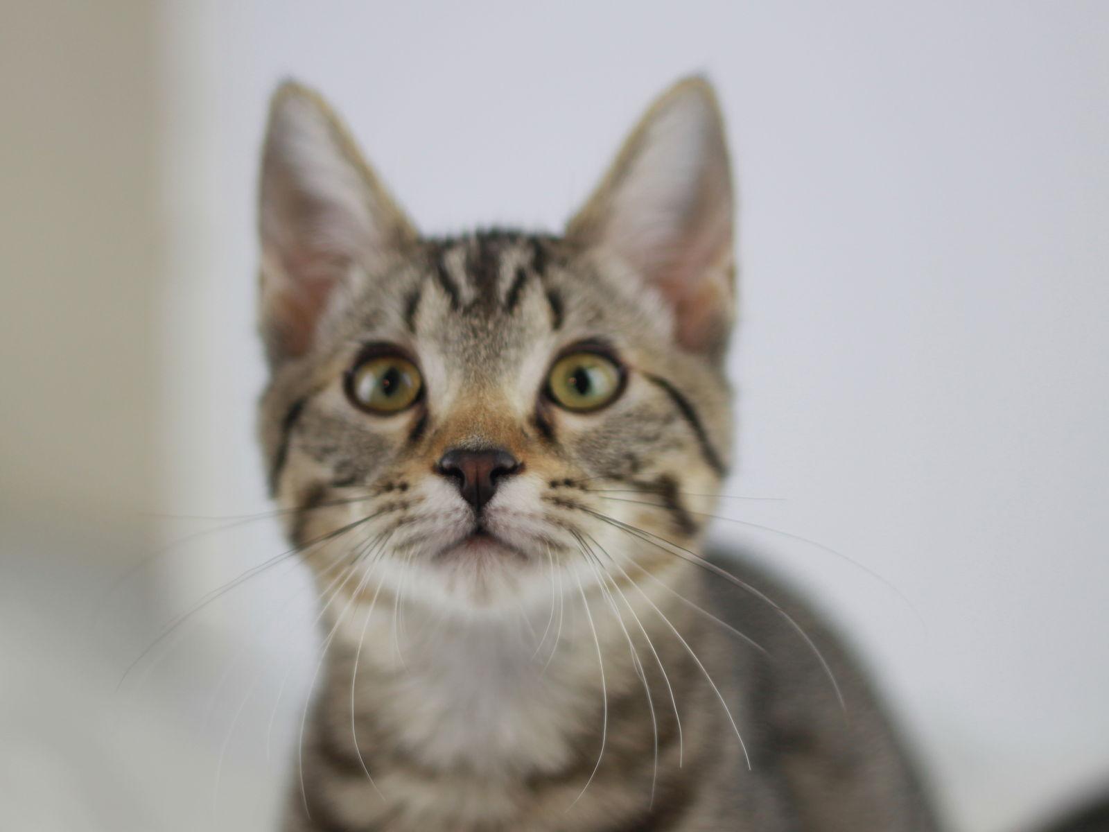 Enlarge Baker, a Adoptable mixed breed in Cookeville, TN image 3/4