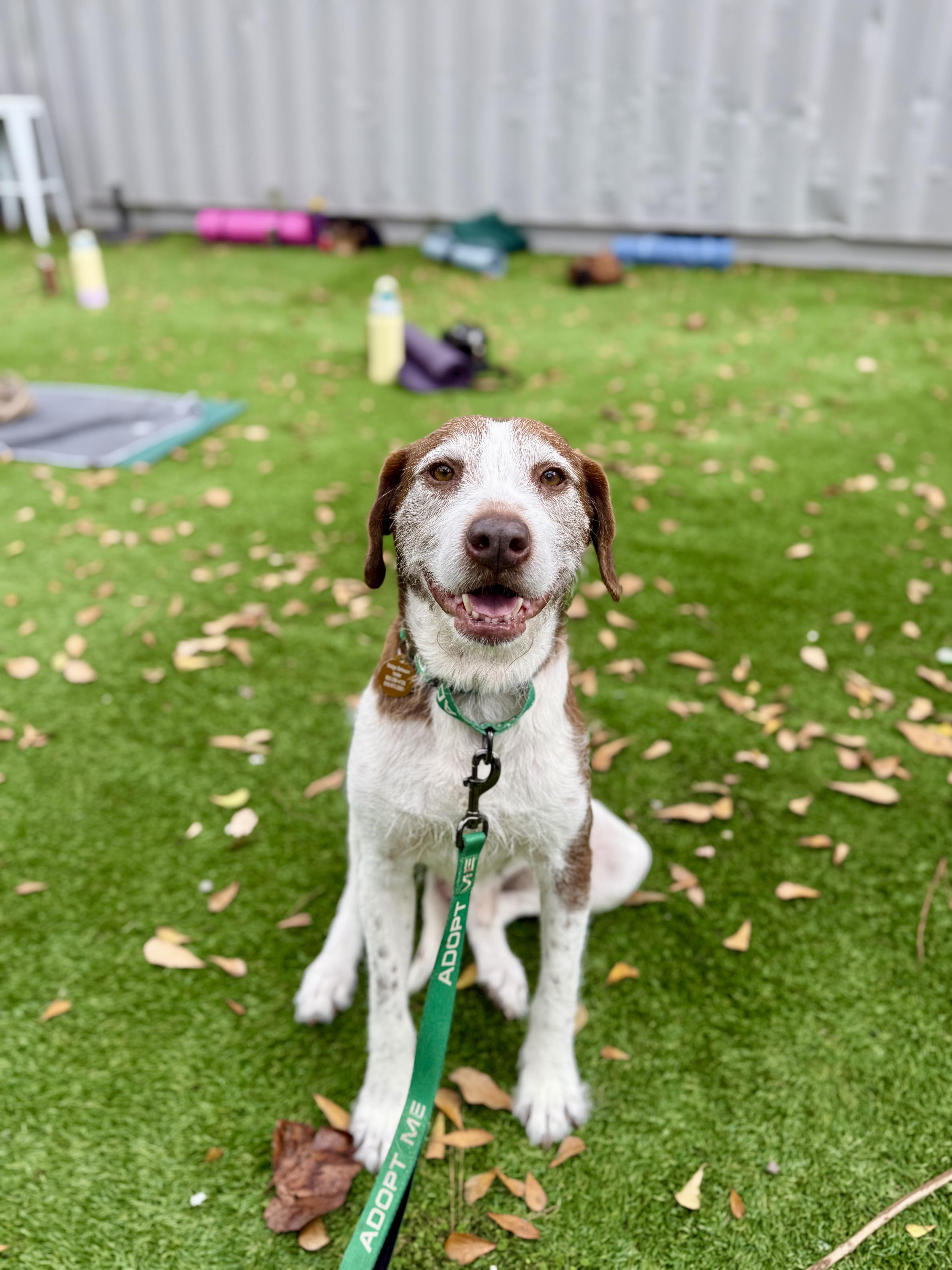 Enlarge Lox, a ADOPTABLE mixed breed in charleston, SC image 2/5