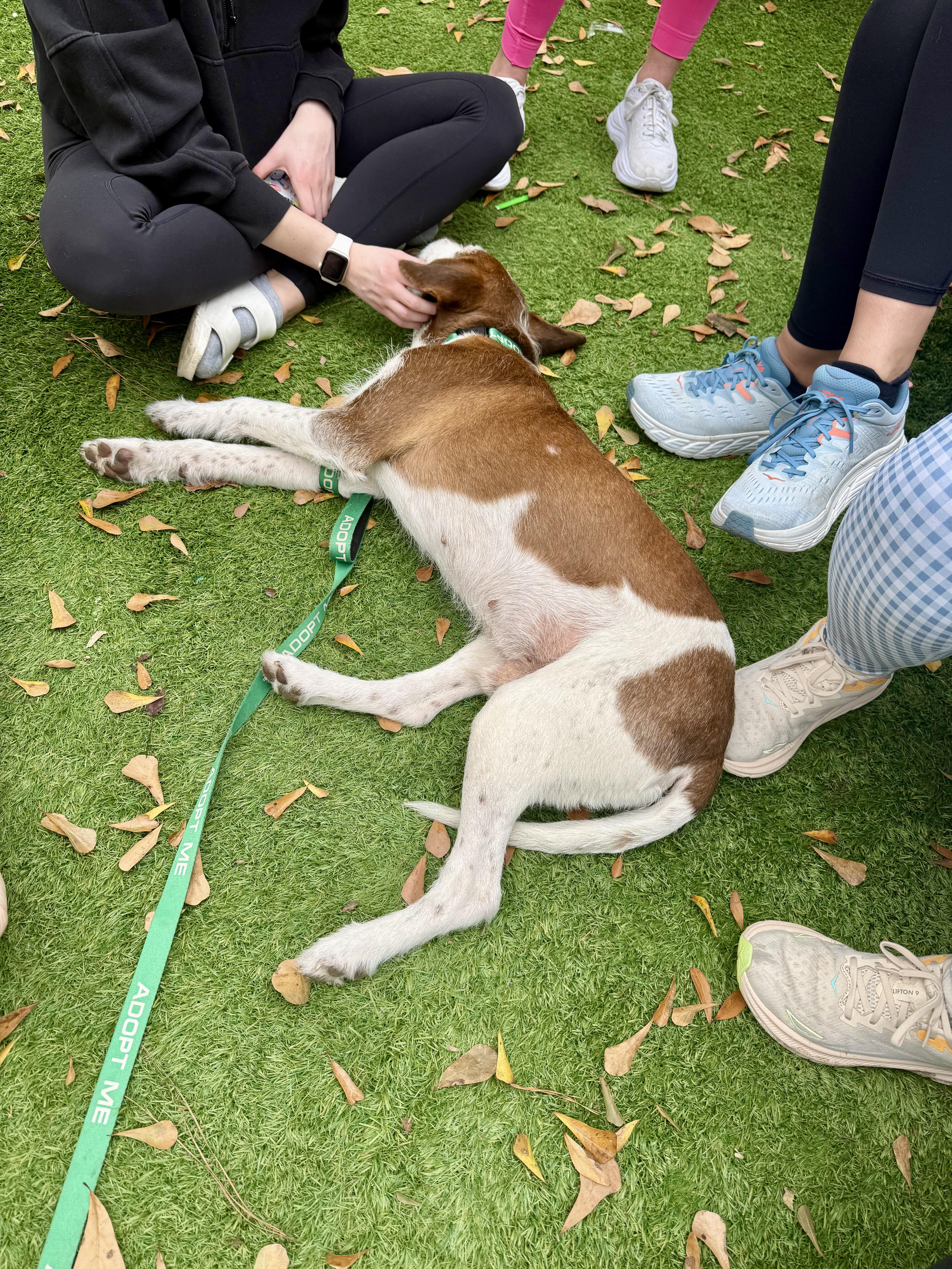 Enlarge Lox, a ADOPTABLE mixed breed in charleston, SC image 3/5