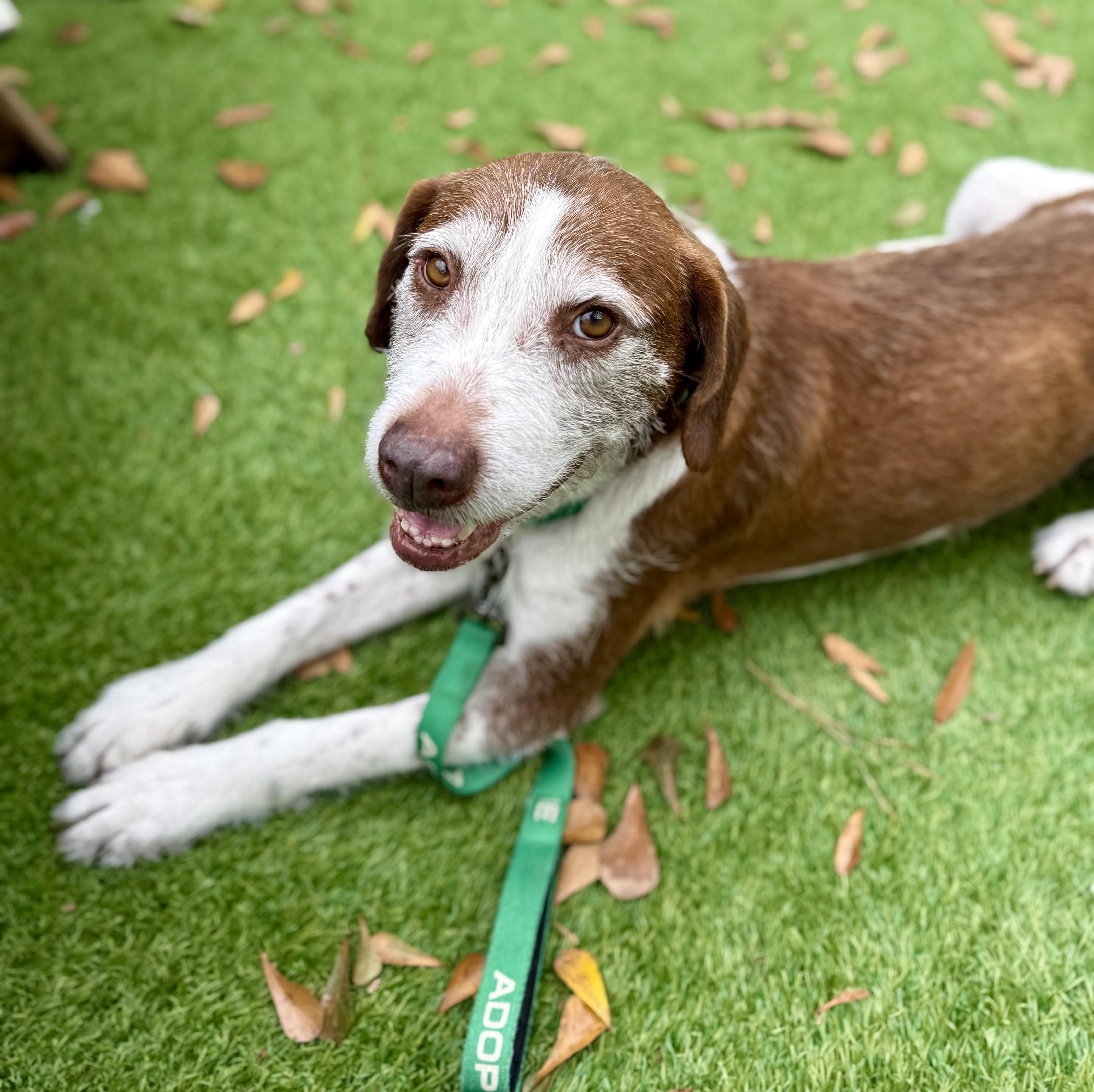 Enlarge Lox, a ADOPTABLE mixed breed in charleston, SC image 1/5