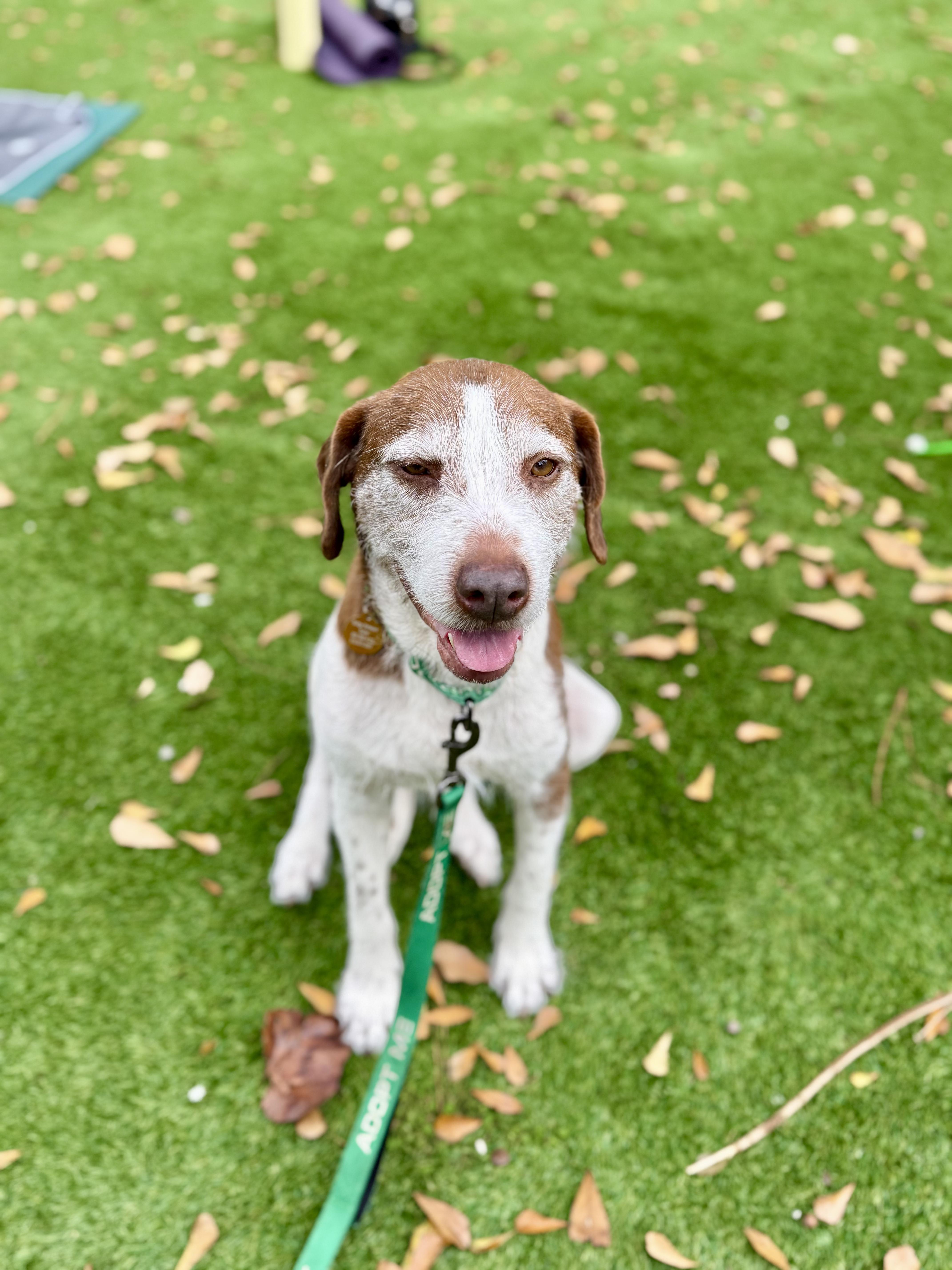 Enlarge Lox, a ADOPTABLE mixed breed in charleston, SC image 5/5