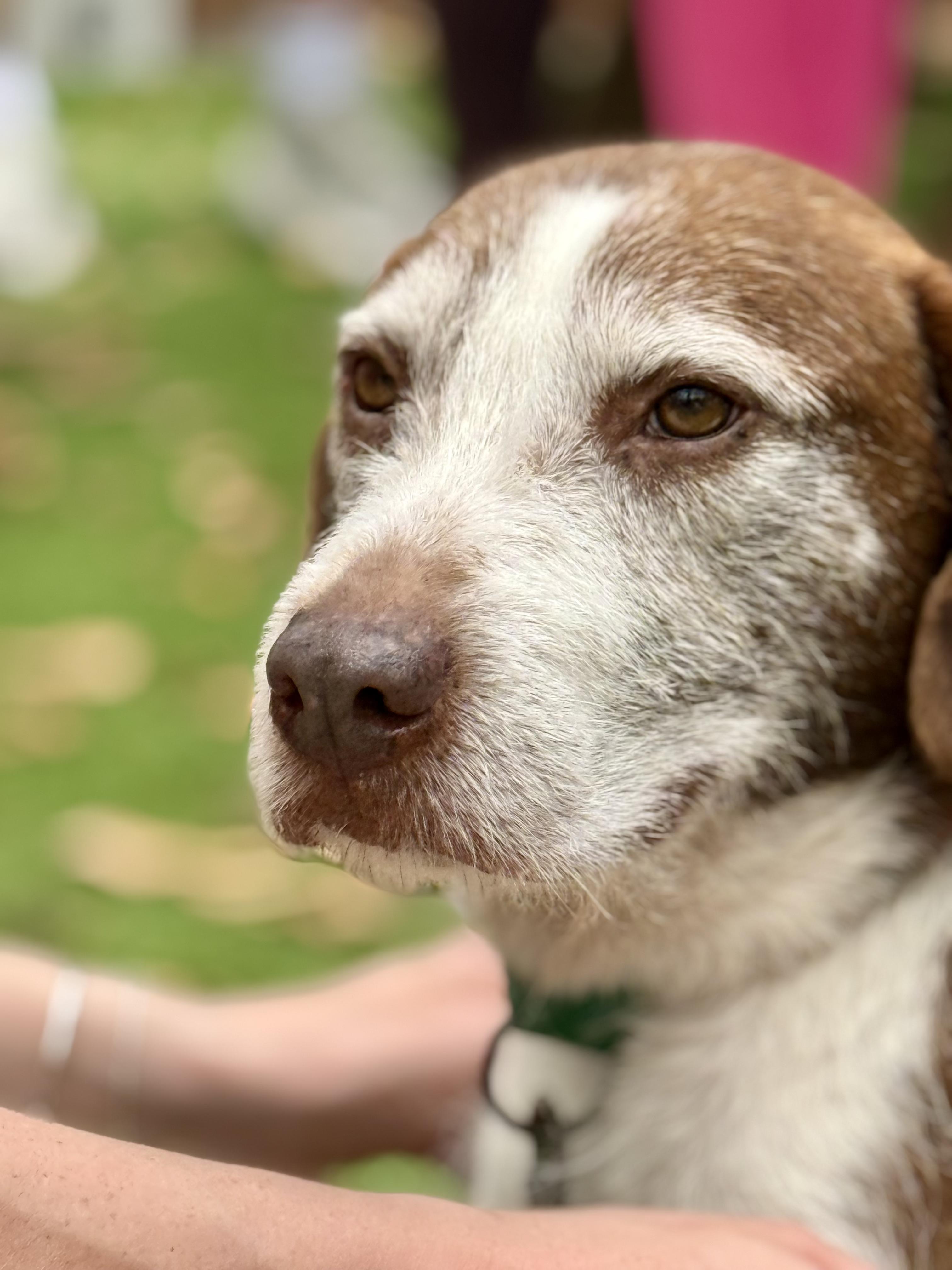 Enlarge Lox, a ADOPTABLE mixed breed in charleston, SC image 4/5