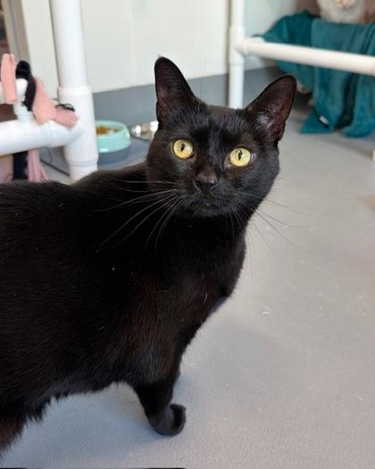 Bella Black, Adoptable, Kitten Female Domestic Short Hair & Domestic Short Hair.