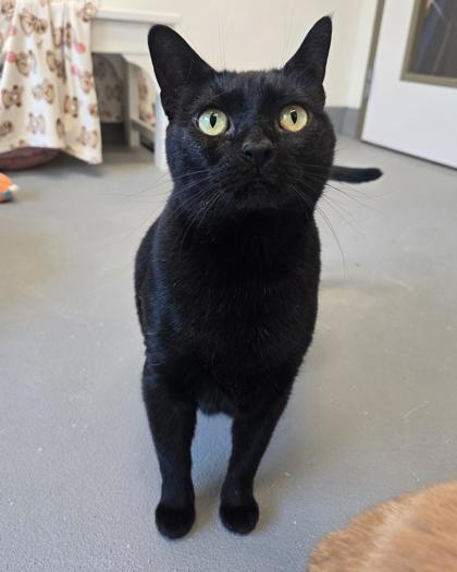 Enlarge Bella Black, a Adoptable mixed breed in Saint Petersburg, FL image 2/2