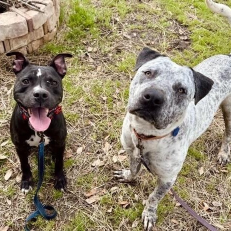 Baylor Banjo Morning Coffee Buddy — thumbnail 5