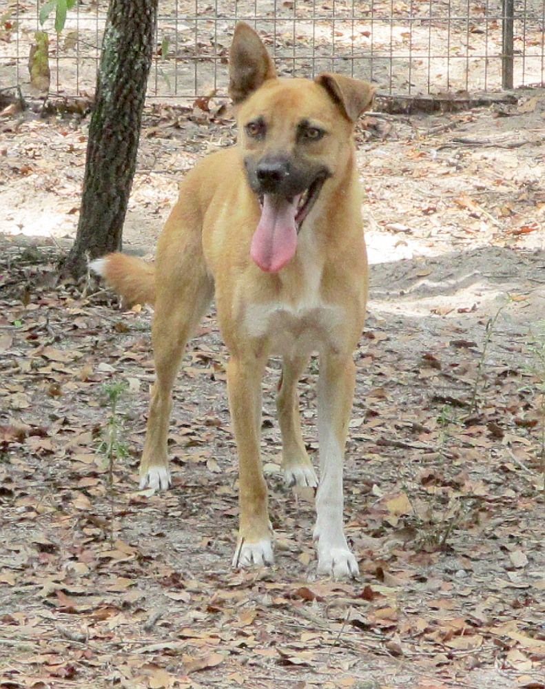 Enlarge Turk, a Adoptable mixed breed in Camden, SC image 1/6