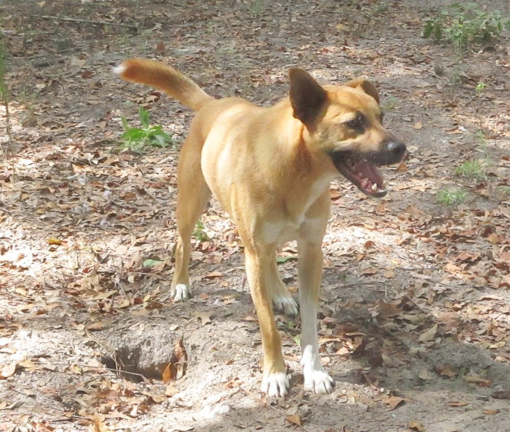 Enlarge Turk, a Adoptable mixed breed in Camden, SC image 2/6