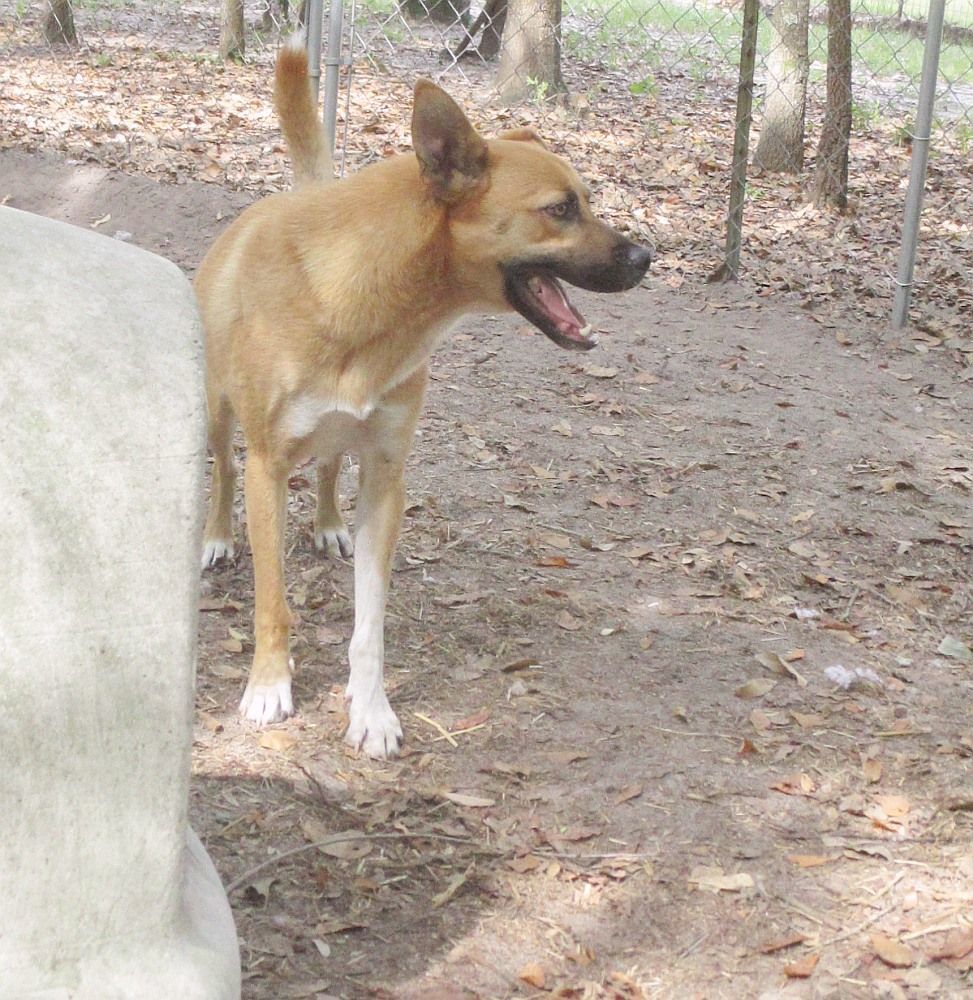 Enlarge Turk, a Adoptable mixed breed in Camden, SC image 3/6