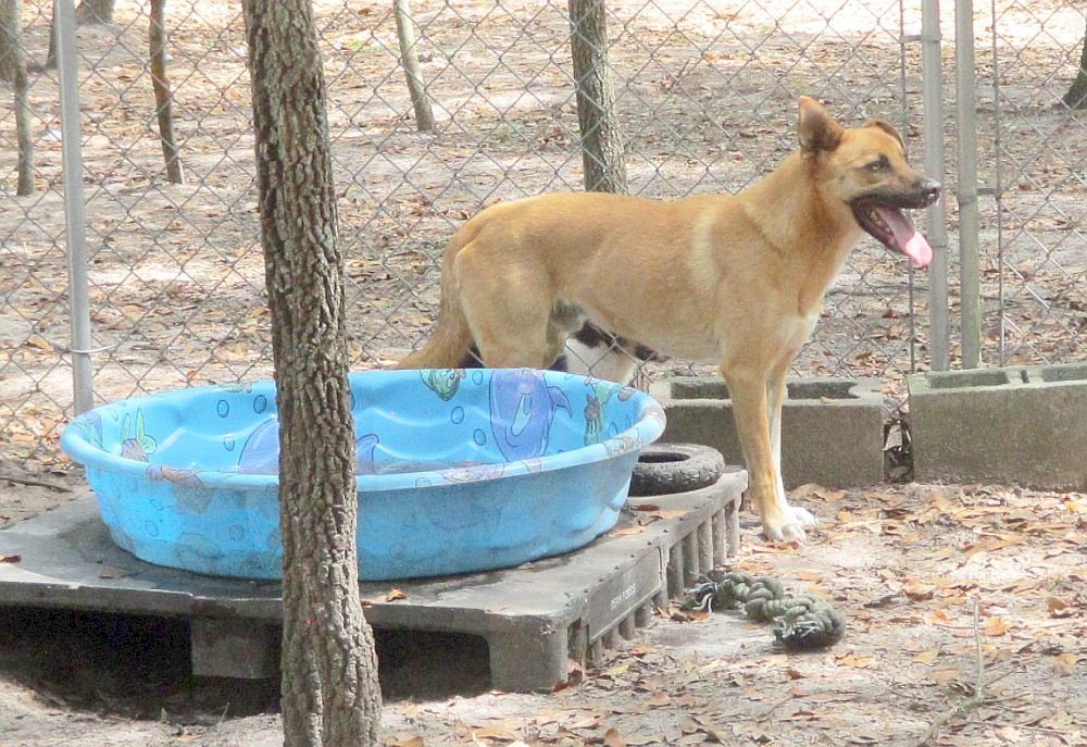 Enlarge Turk, a Adoptable mixed breed in Camden, SC image 4/6