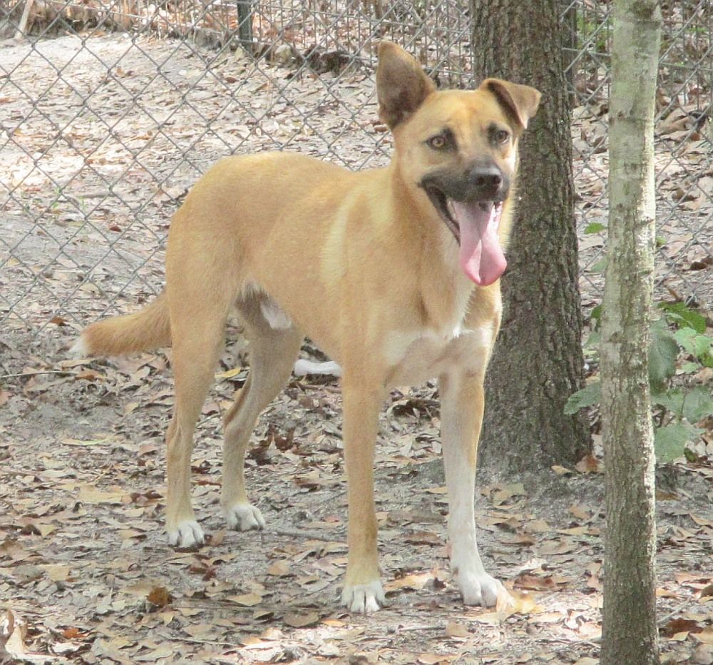 Enlarge Turk, a Adoptable mixed breed in Camden, SC image 5/6