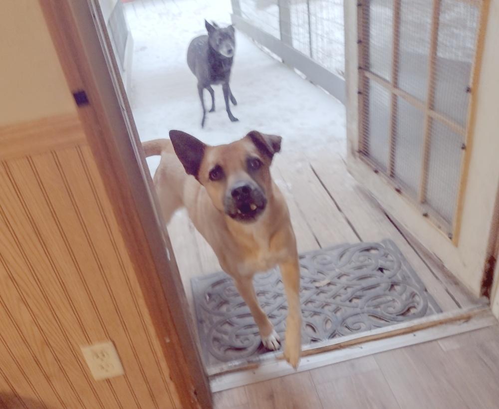 Turk, a Adoptable mixed breed in Camden, SC image 6/6