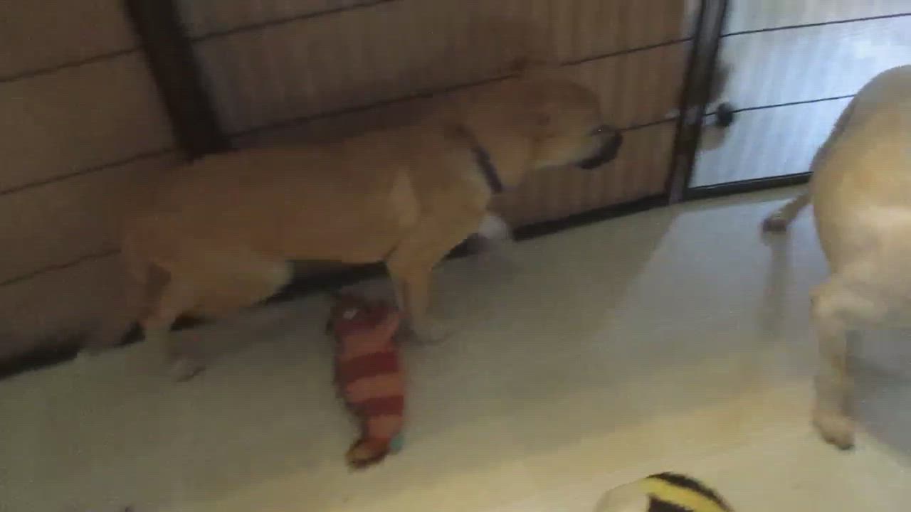 Enlarge Turk, a Adoptable mixed breed in Camden, SC video 6/6