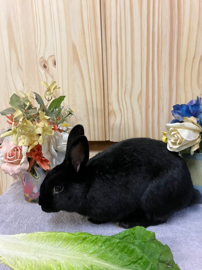 Enlarge Snickers (Vancouver), a Adoptable mixed breed in Vancouver, BC image 1/4