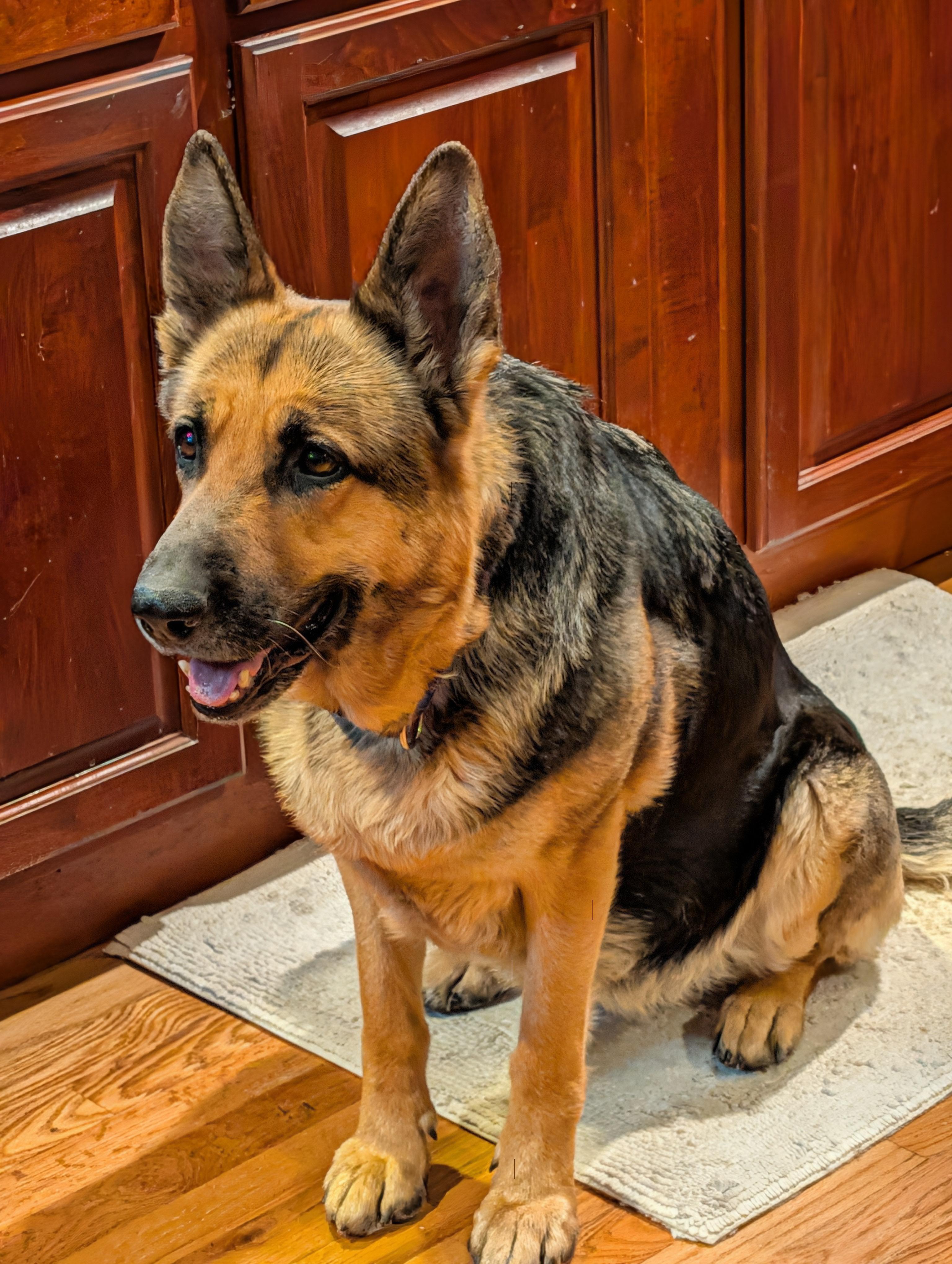 Nixa, Adoptable, Adult Female German Shepherd Dog.