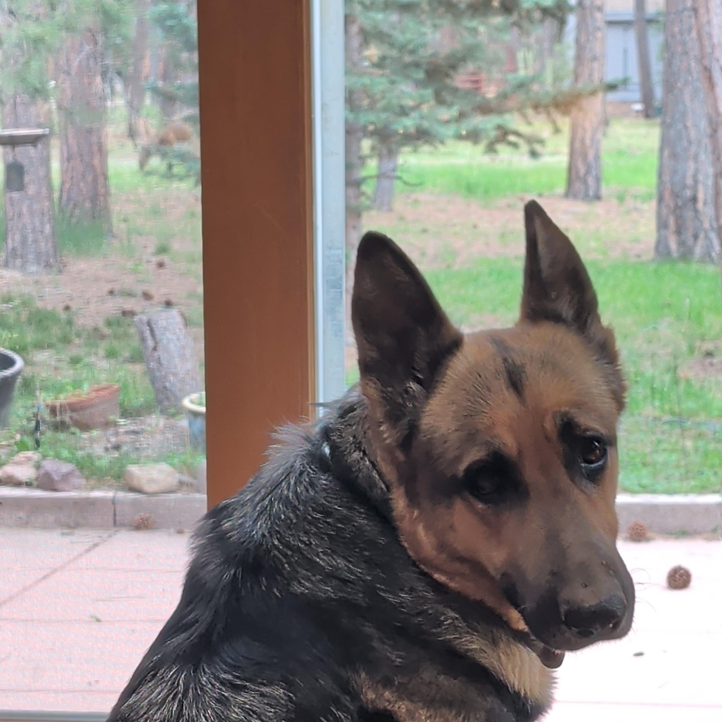 Enlarge Nixa, a Adoptable German Shepherd Dog in Colorado Springs, CO image 2/2