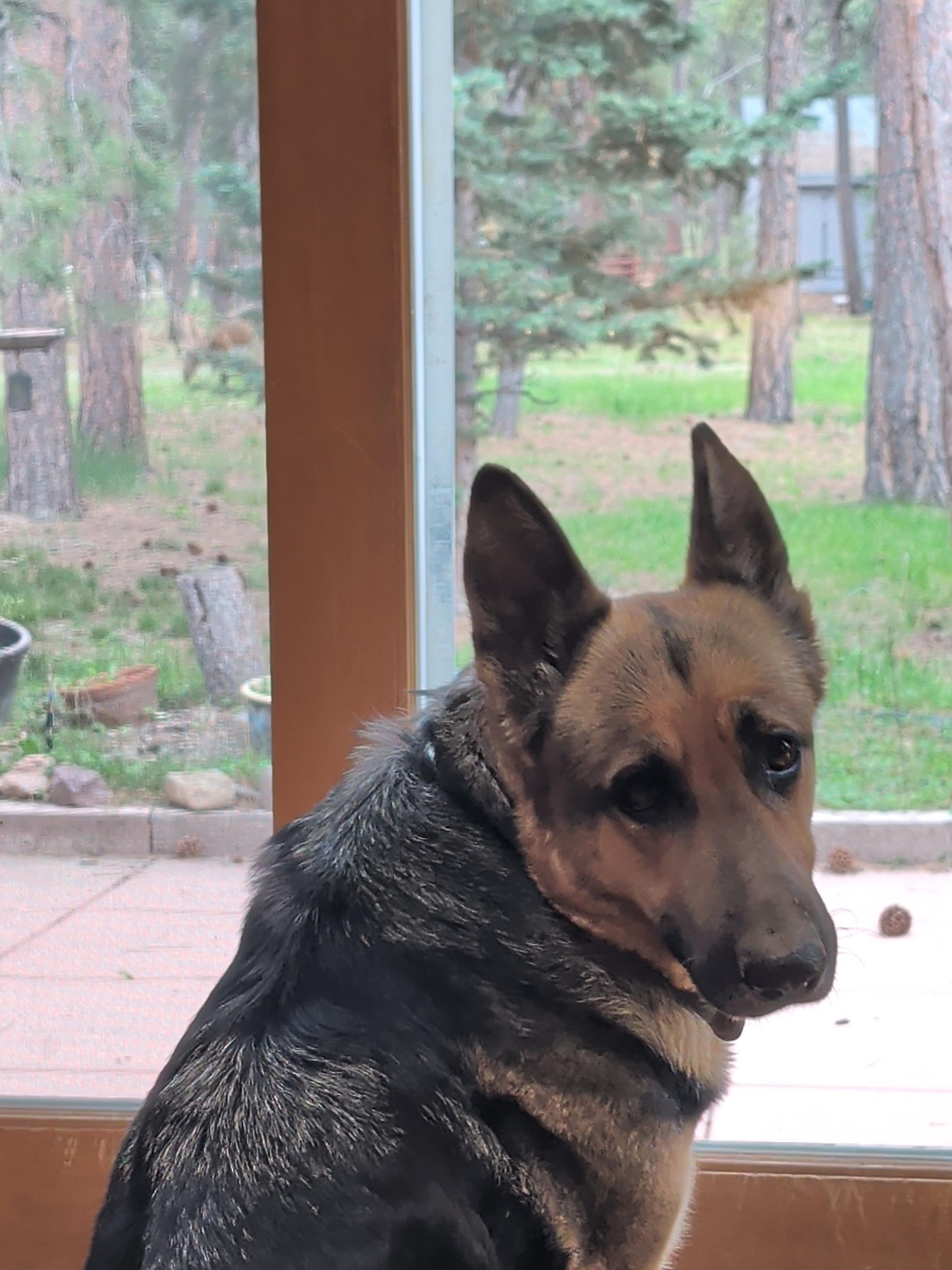 Nixa, a Adoptable German Shepherd Dog in Colorado Springs, CO image 2/2