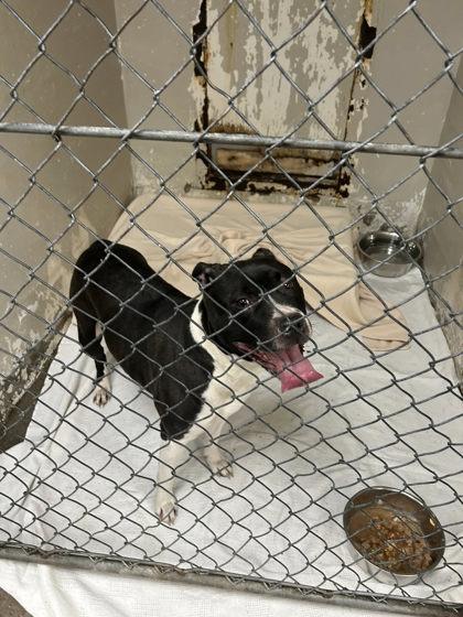 Macy, Adoptable, Young Female Mixed Breed & Mixed Breed.