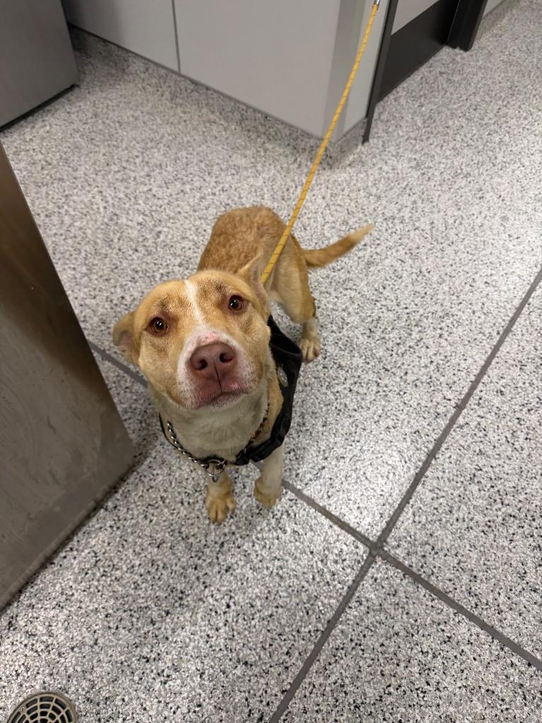 Enlarge Leo, a Adoptable Mixed Breed in Clarksville, TN image 1/1