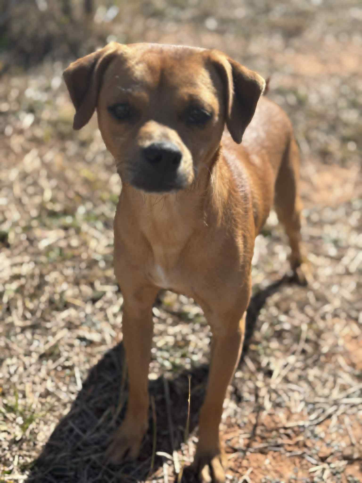 Enlarge Walter, a Adoptable mixed breed in Piedmont, OK image 1/3