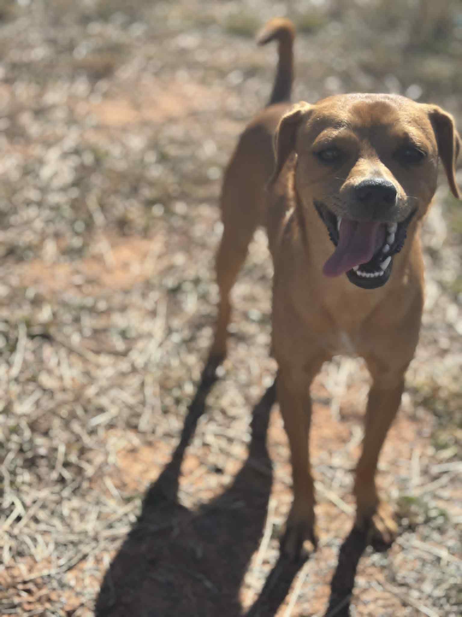 Enlarge Walter, a Adoptable mixed breed in Piedmont, OK image 2/3
