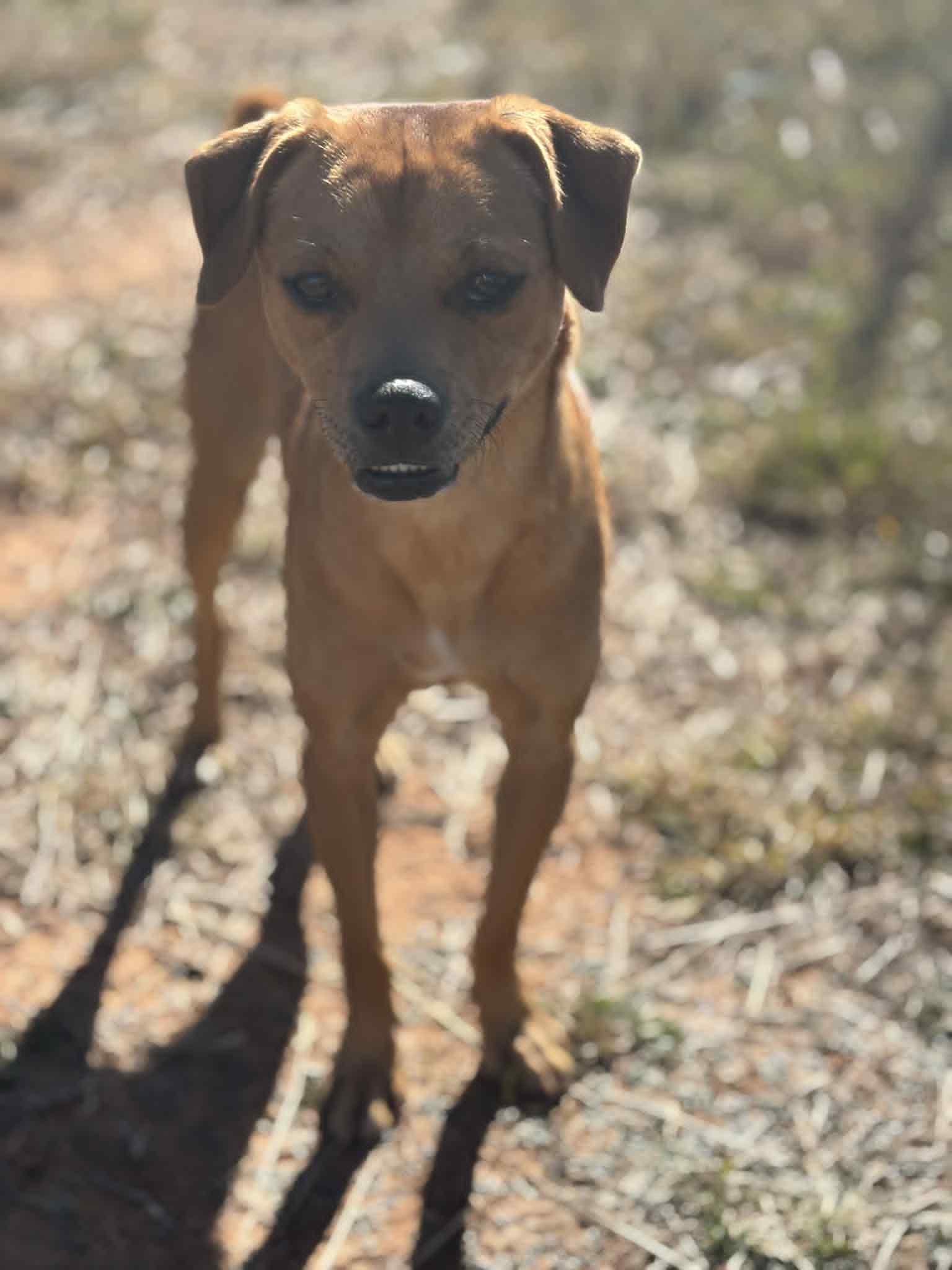 Enlarge Walter, a Adoptable mixed breed in Piedmont, OK image 3/3