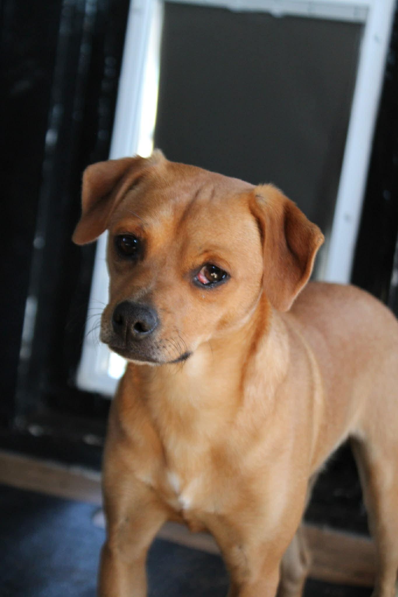 Enlarge Walter, an adoption pending mixed breed in Piedmont, OK image 5/5