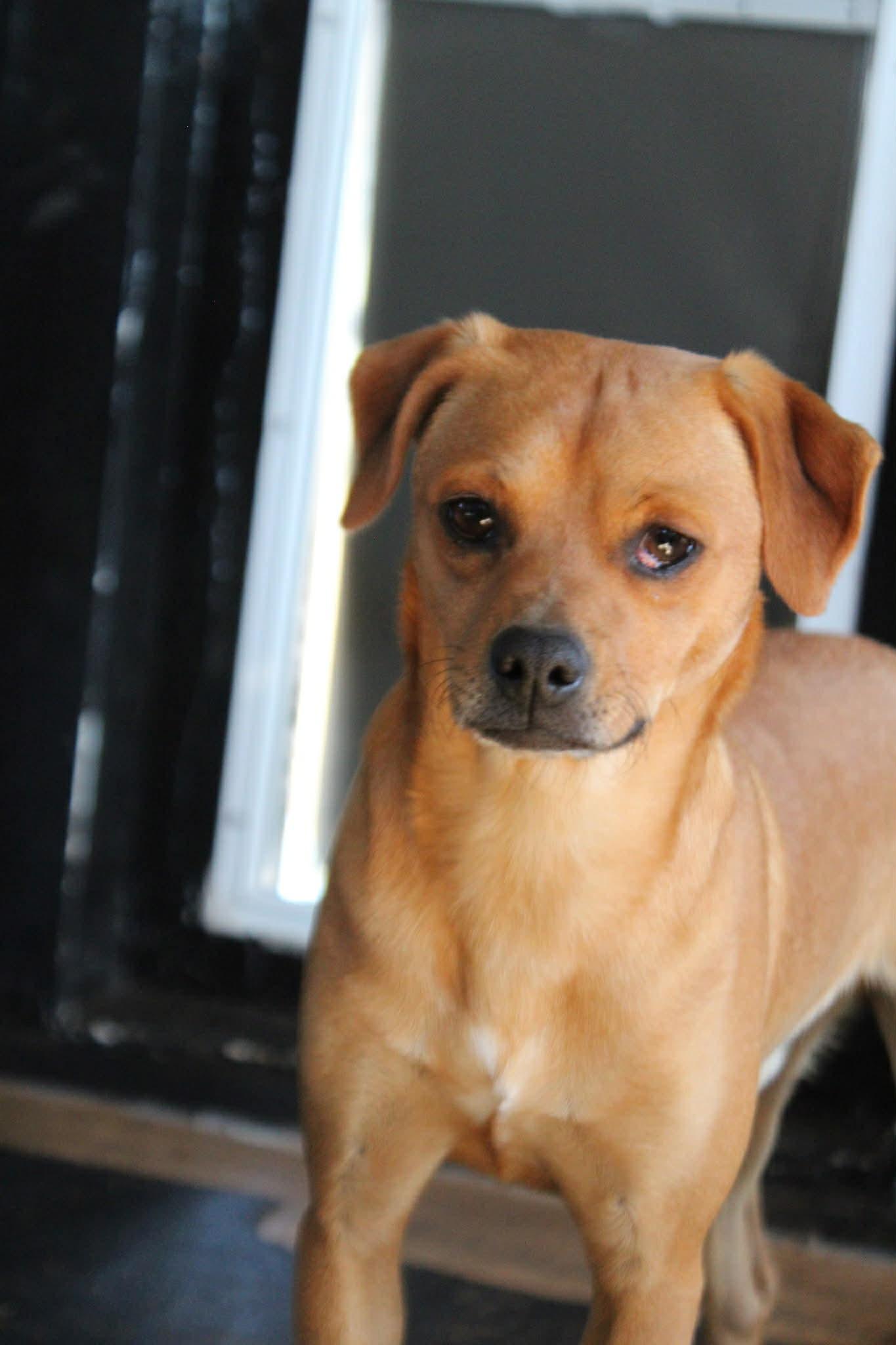 Enlarge Walter, an adoption pending mixed breed in Piedmont, OK image 4/5