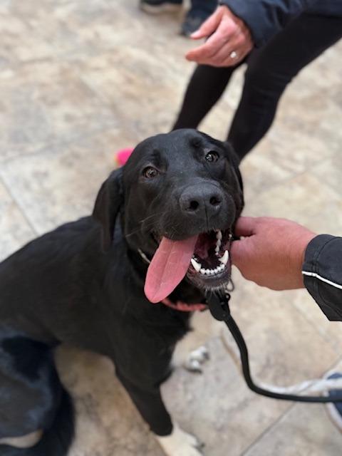 Daisy — thumbnail 2