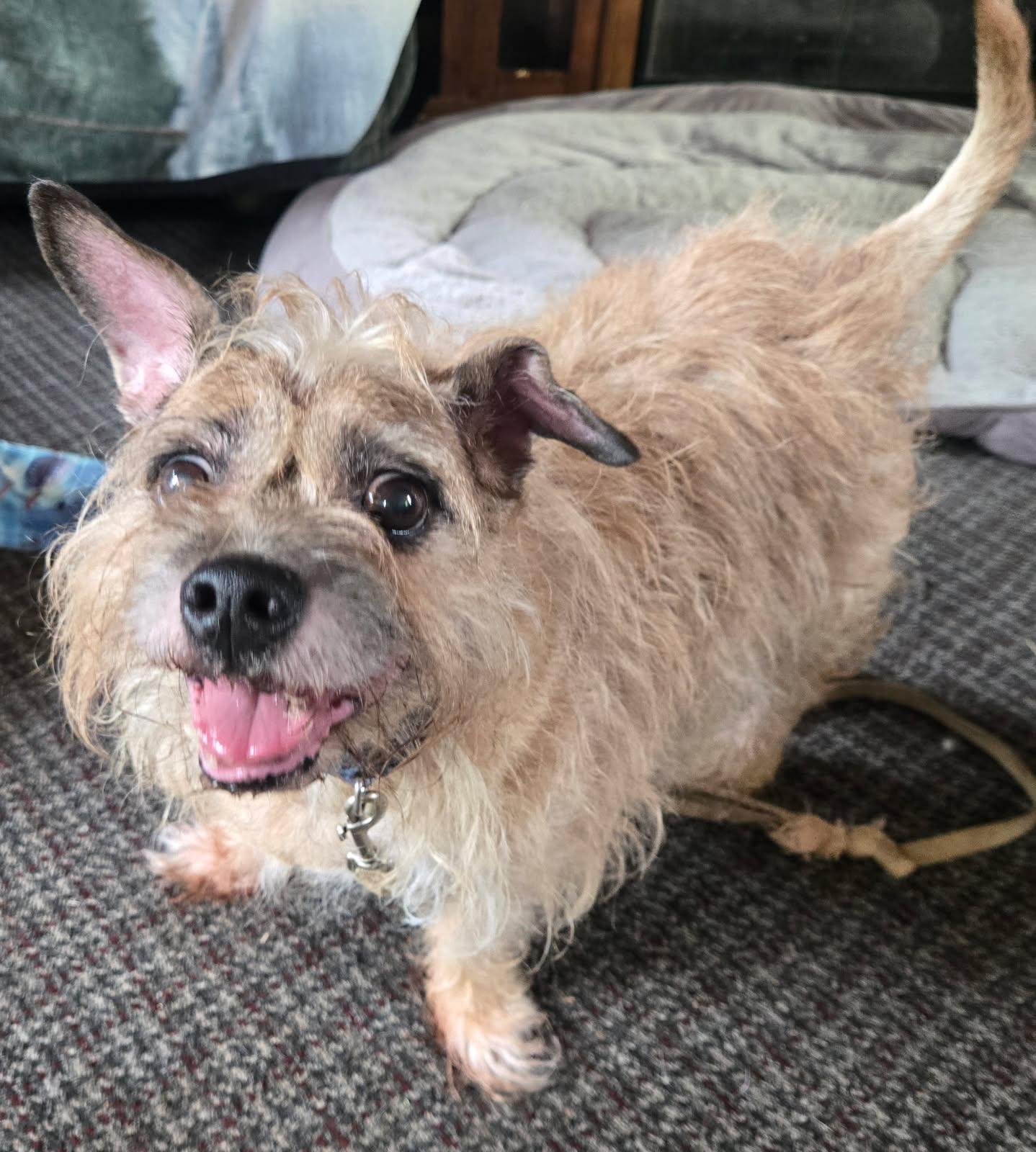 Shaggy, an adopted mixed breed in Blue Springs, MO image 2/2