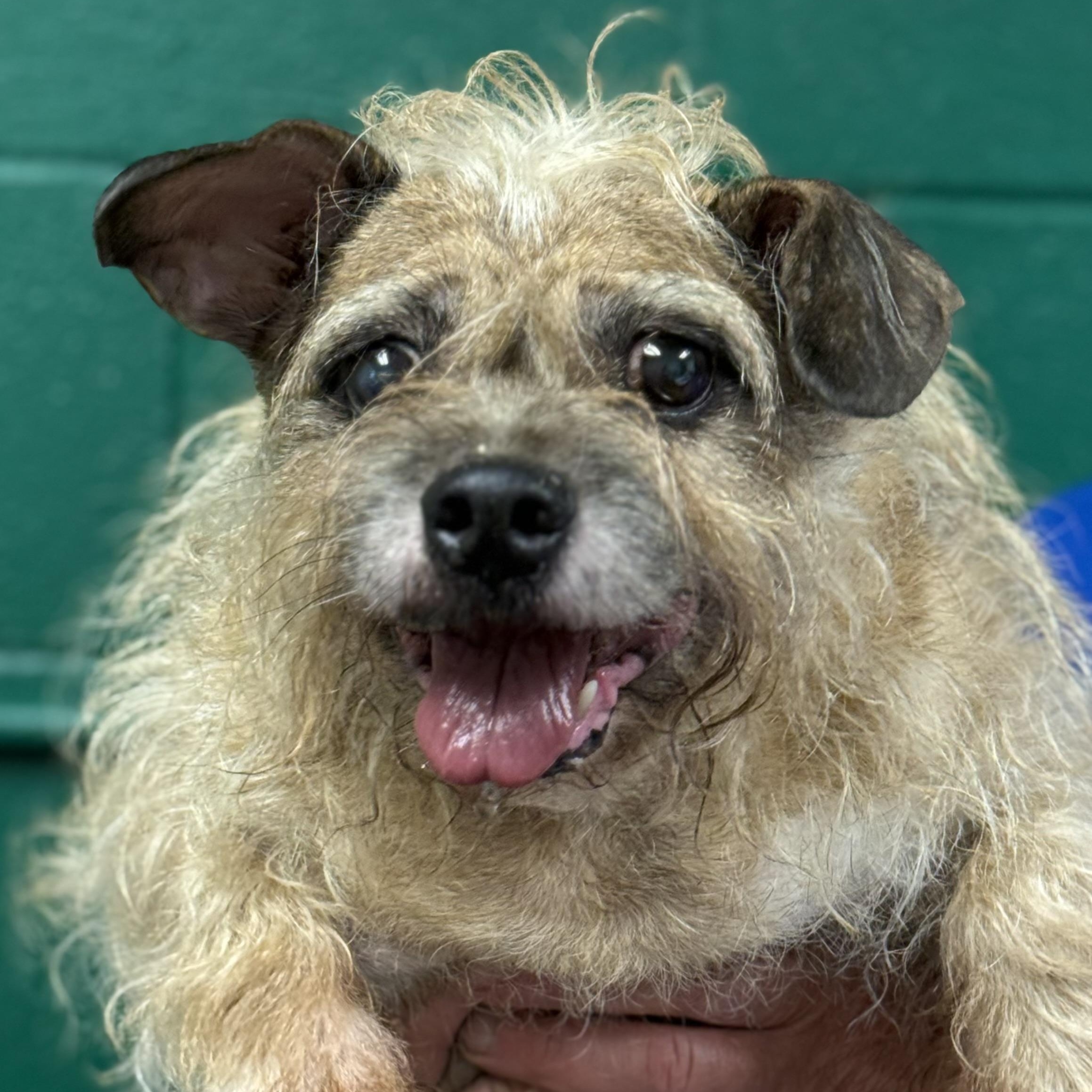 Shaggy, adopted, Senior Male Terrier.