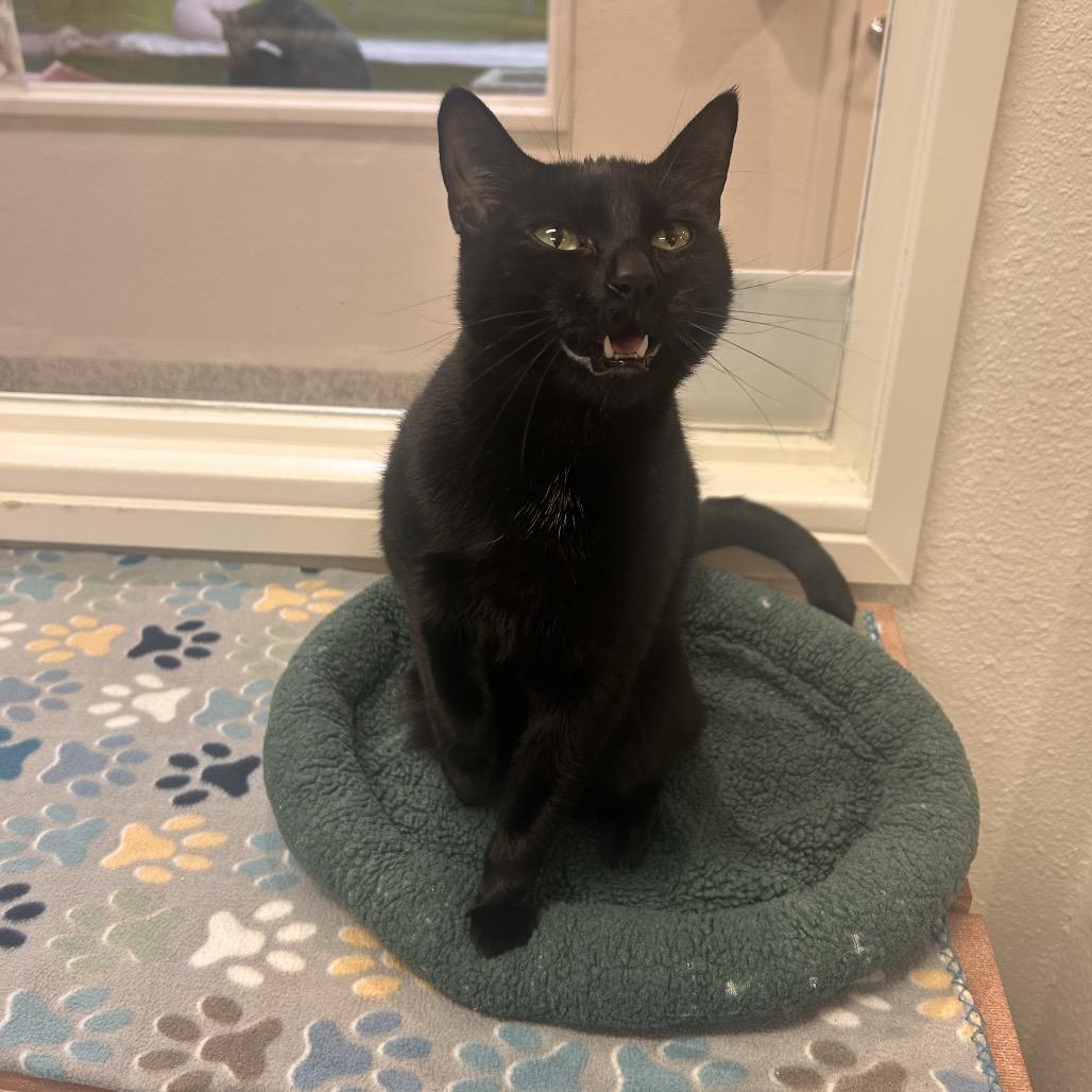 Luna, Adoptable, Adult Female Domestic Short Hair.