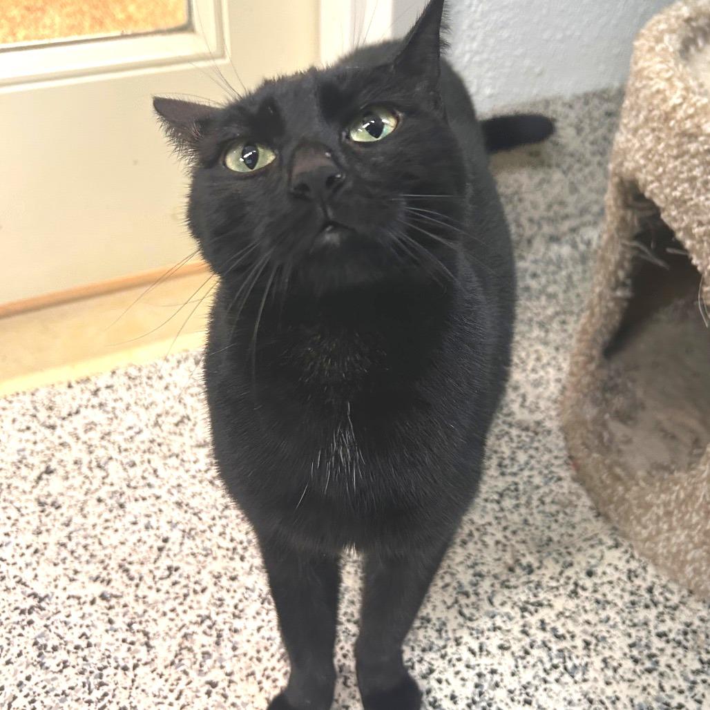 Luna, a Adoptable Domestic Short Hair in Fresno, CA image 2/6
