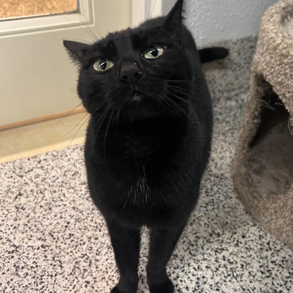 Enlarge Luna, a Adoptable Domestic Short Hair in Fresno, CA image 2/3