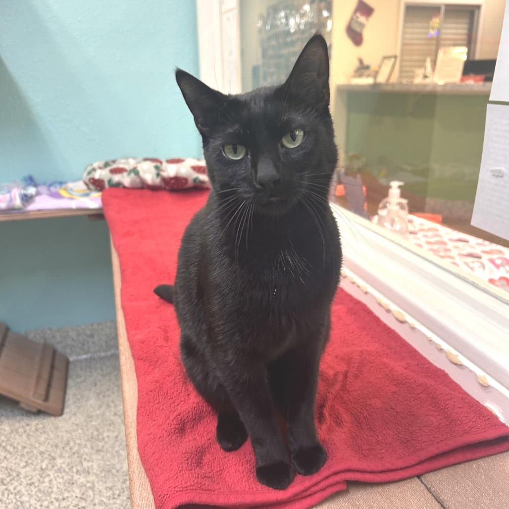 Luna, a Adoptable Domestic Short Hair in Fresno, CA image 3/6