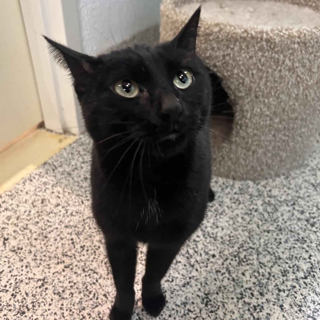 Enlarge Luna, a Adoptable Domestic Short Hair in Fresno, CA image 3/3