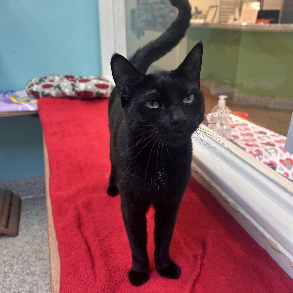 Luna, a Adoptable Domestic Short Hair in Fresno, CA image 5/6