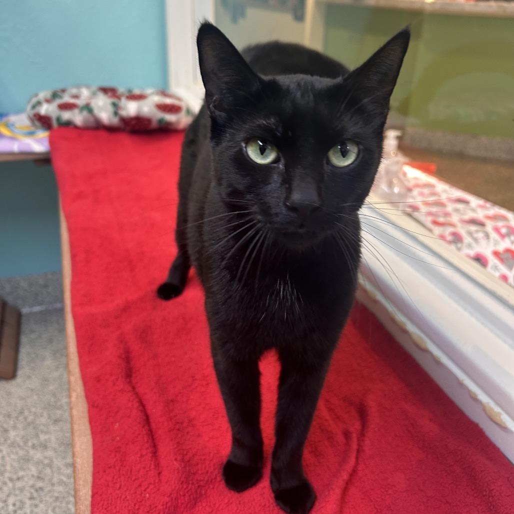 Luna, a Adoptable Domestic Short Hair in Fresno, CA image 6/6