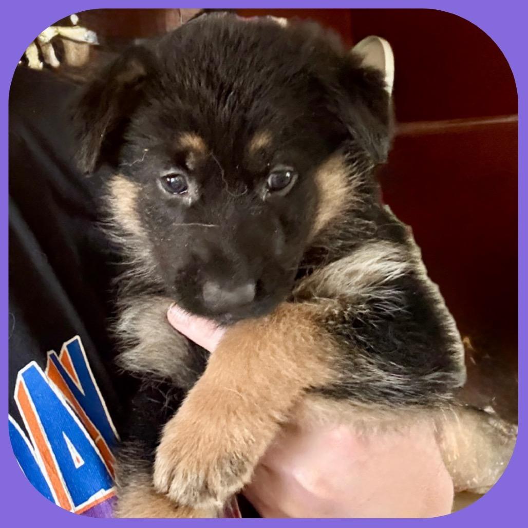 Willow, ADOPTABLE, Puppy Female German Shepherd Dog.