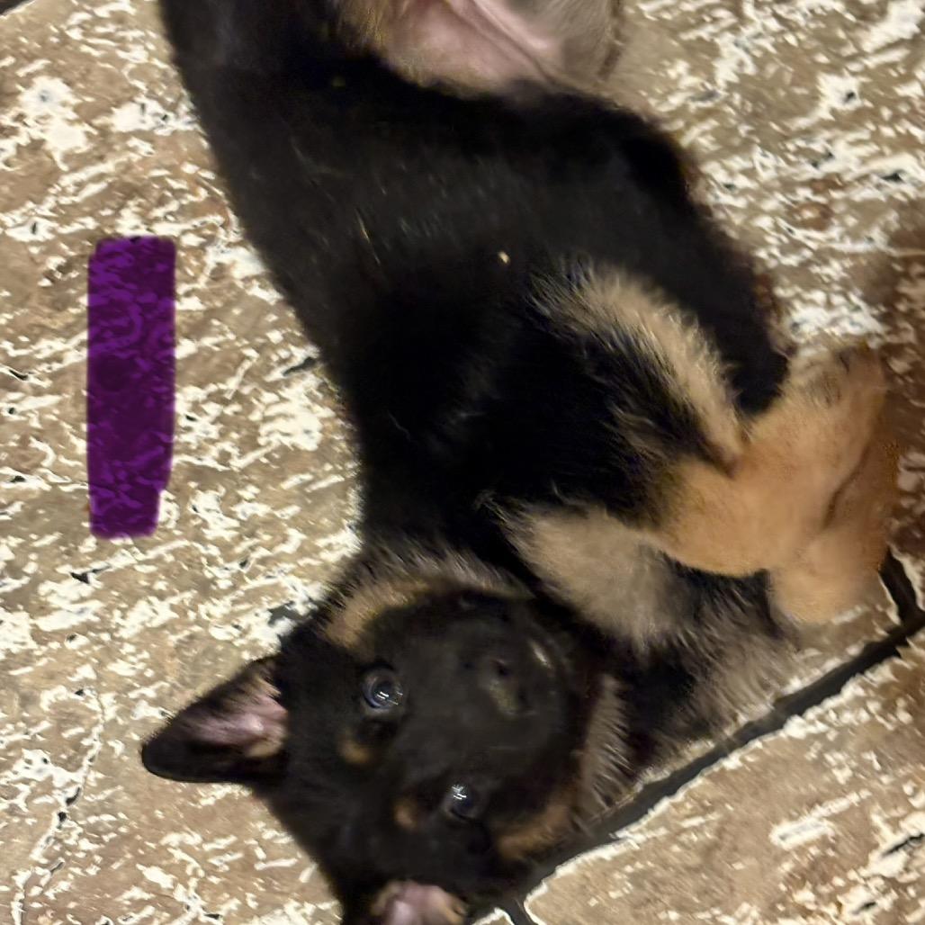 Willow, a ADOPTABLE German Shepherd Dog in Anderson, TX image 2/2