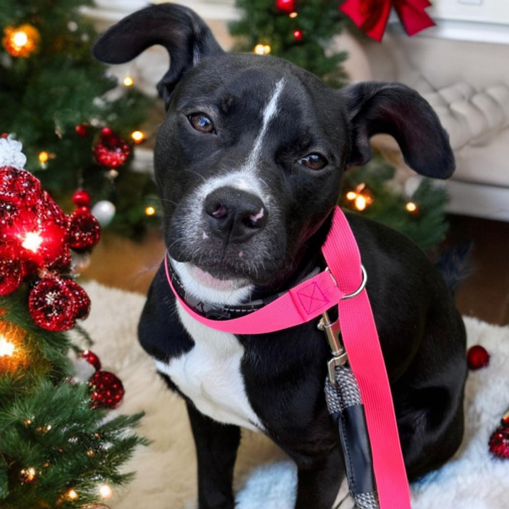 TJ, Adoptable, Young Male American Staffordshire Terrier.