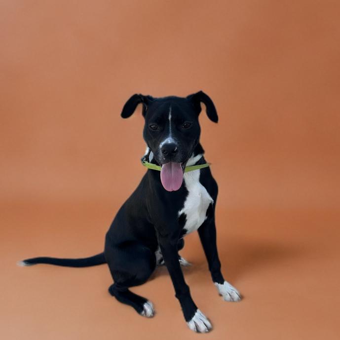 Enlarge TJ, a Adoptable American Staffordshire Terrier in San Antonio, TX image 1/6