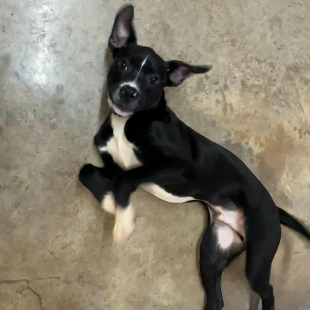 Enlarge TJ, a Adoptable American Staffordshire Terrier in San Antonio, TX image 2/6