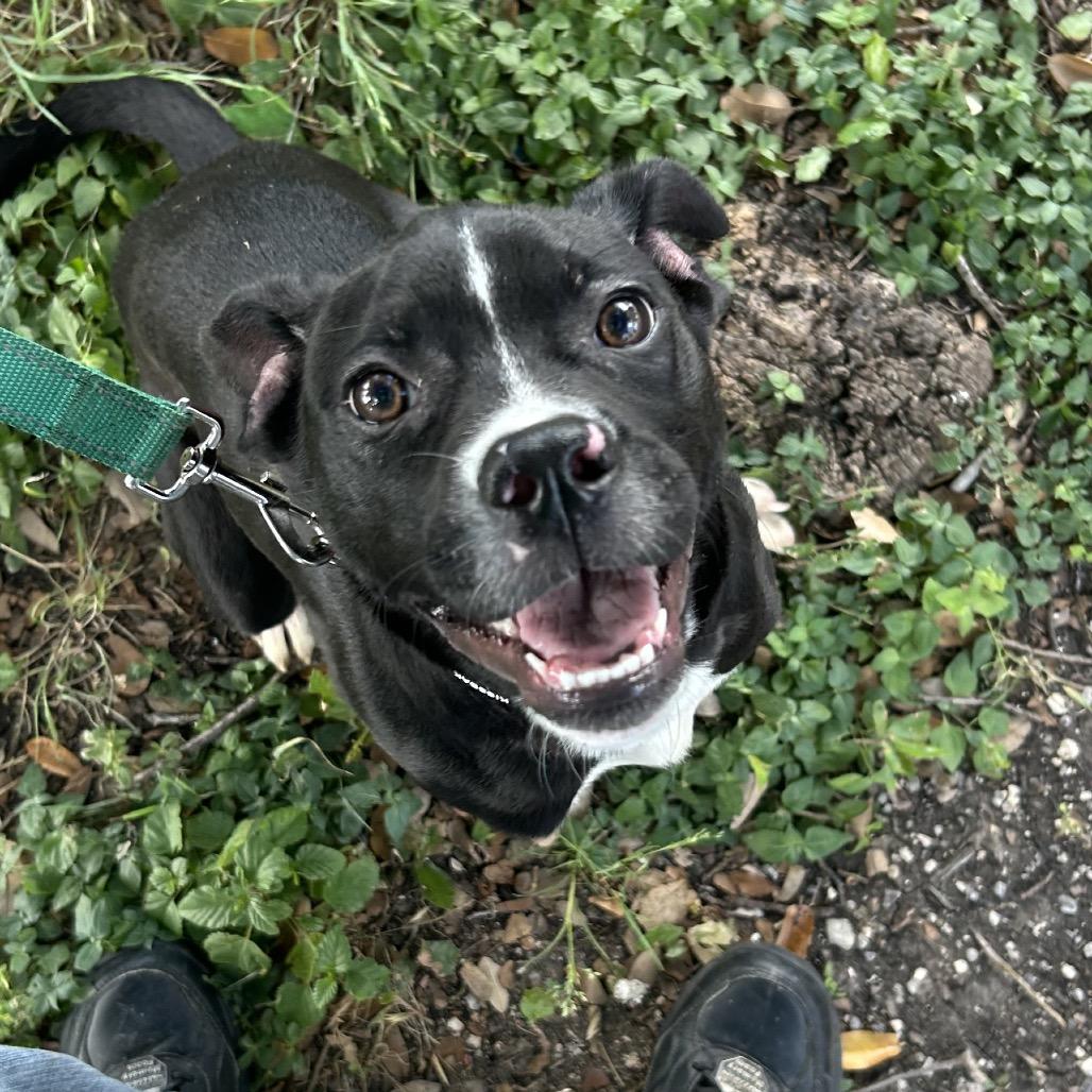 Enlarge TJ, a Adoptable American Staffordshire Terrier in San Antonio, TX image 3/6