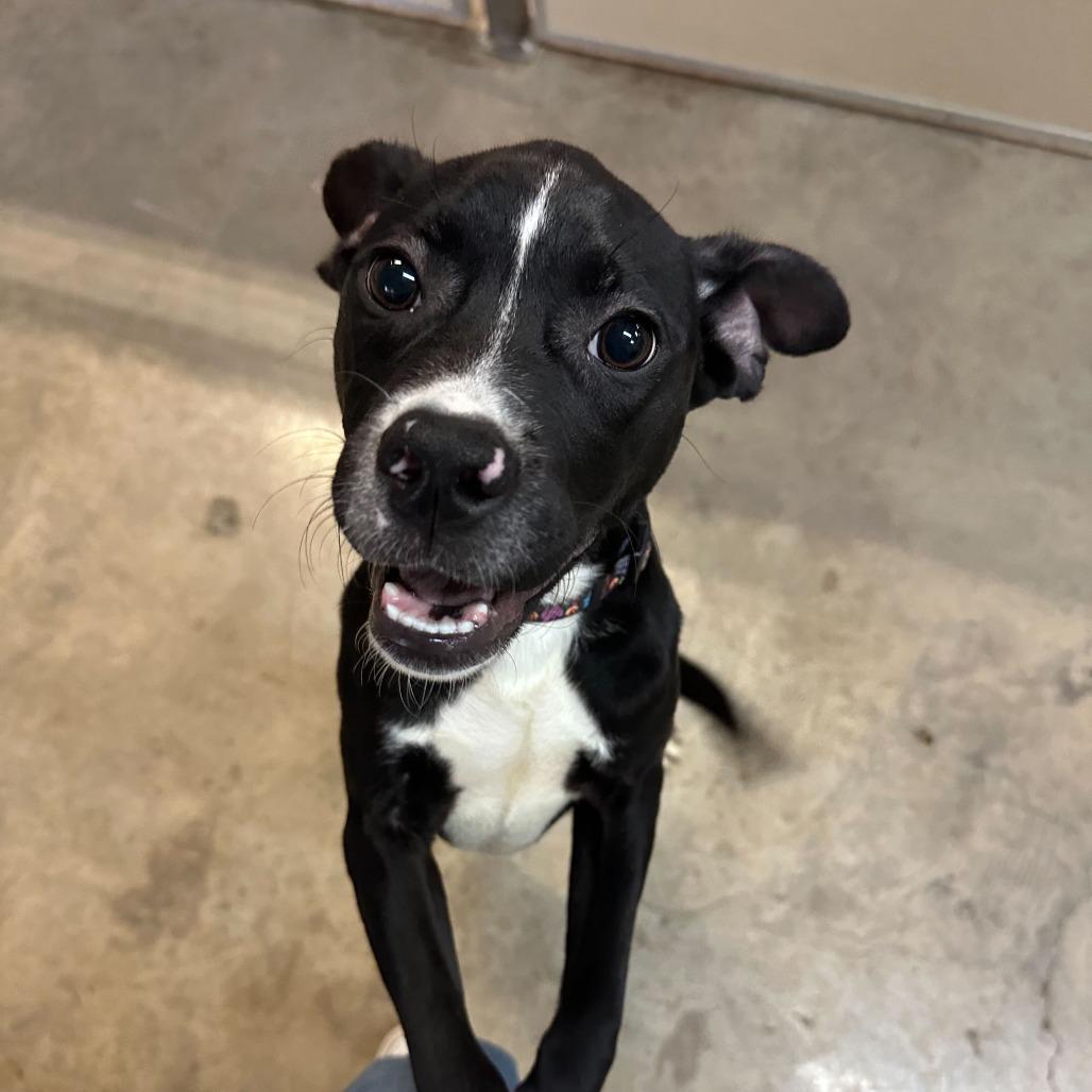 Enlarge TJ, a Adoptable American Staffordshire Terrier in San Antonio, TX image 4/6